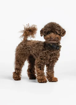 Collare con cuori Liu Jo Pets