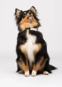 Collare con cuori Liu Jo Pets