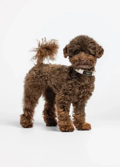 Collare con cuori Liu Jo Pets