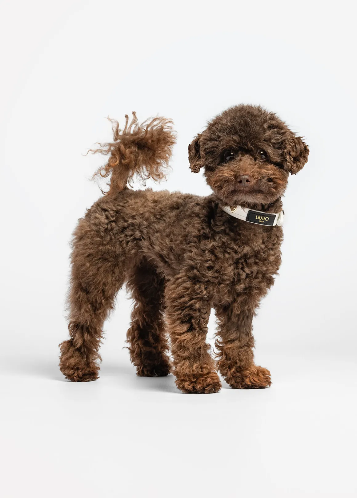 Collare con cuori Liu Jo Pets