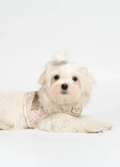 Pettorina Liu Jo Pets
