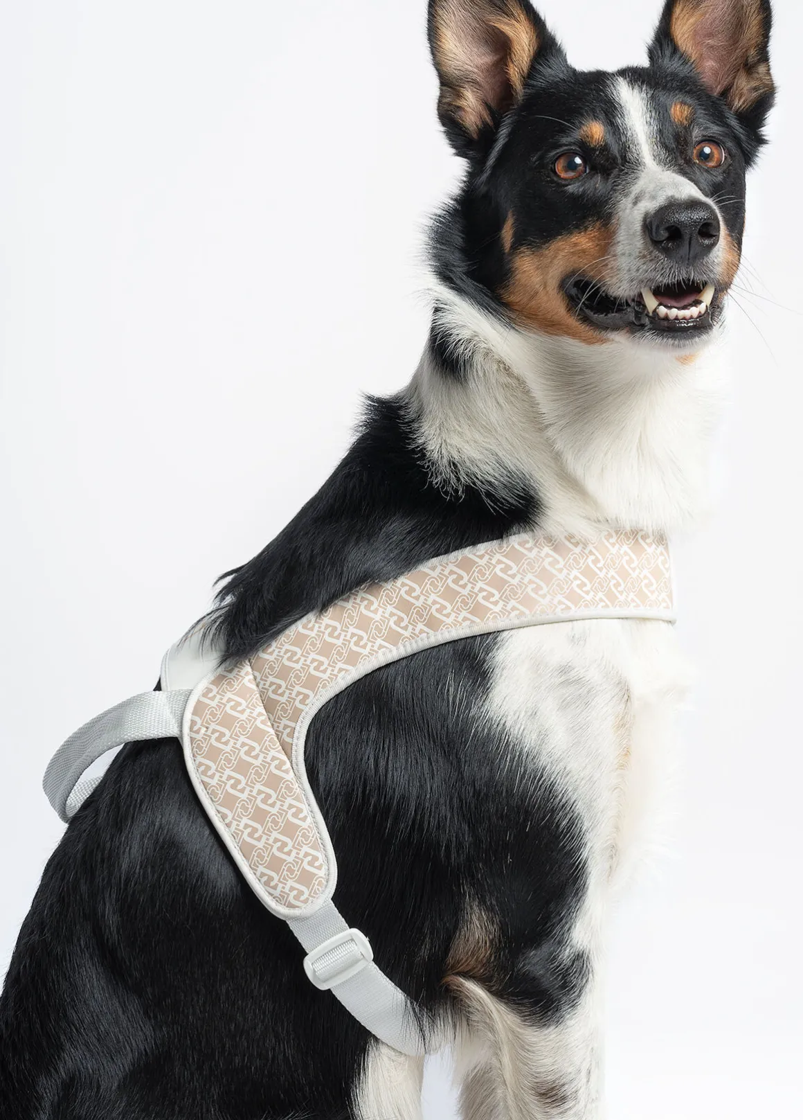 Pettorina taglia grande Liu Jo Pets