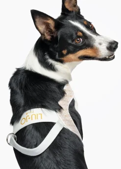 Pettorina taglia grande Liu Jo Pets